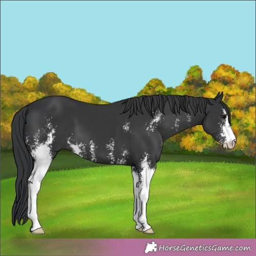 Horse Color:Black Sabino 
