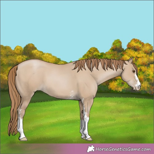 Horse Color:Grullo Pearl Sabino 