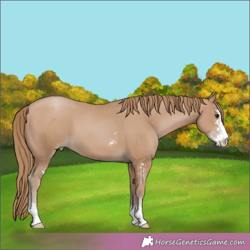 Horse Color:Black Pearl Sabino 