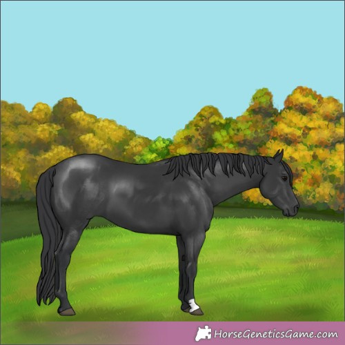 Horse Color:Black 