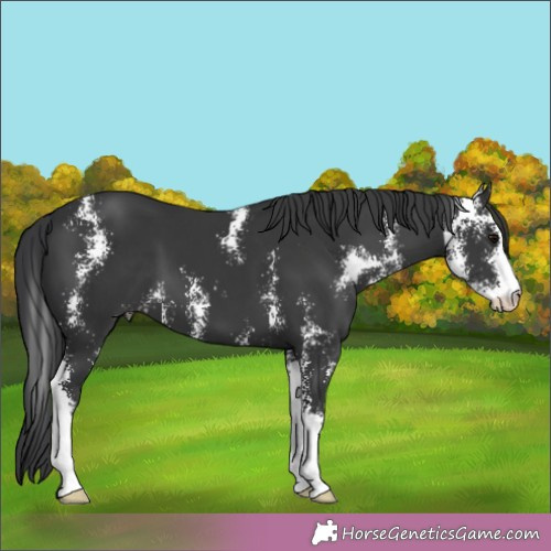 Horse Color:Black Sabino 