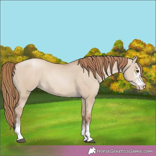 Horse Color:Grullo Pearl Sabino 