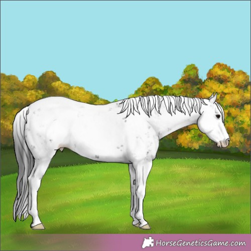 Horse Color:Black Sabino 