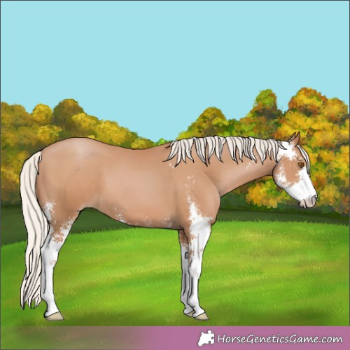 Horse Color:Silver Black Pearl Sabino 