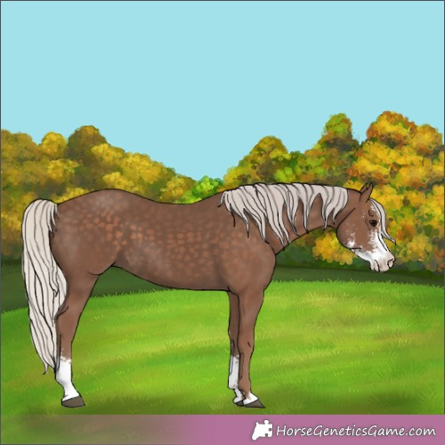 Horse Color:Silver Black Sabino 