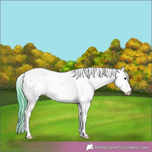 Horse Color:Watercolor Black Sabino 