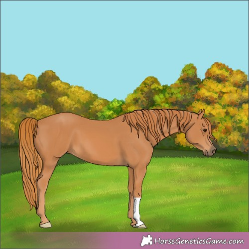 Horse Color:Chestnut 