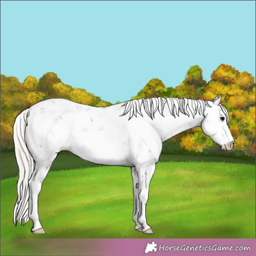 Horse Color:Silver Black Sabino 