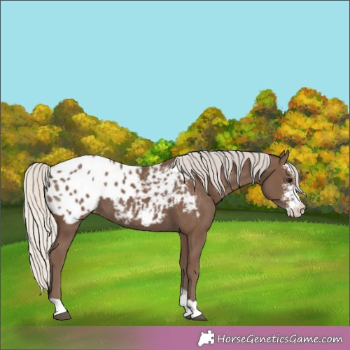 Horse Color:Silver Black Sabino Appaloosa 