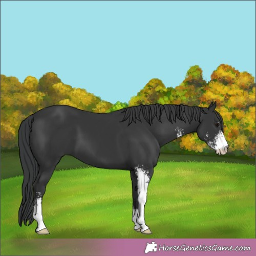Horse Color:Black Sabino 