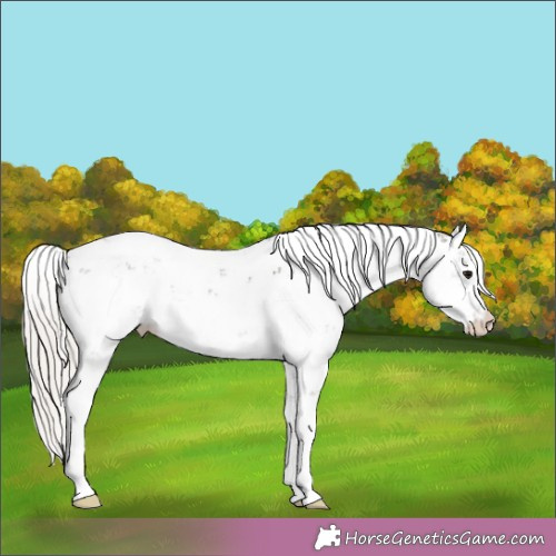 Horse Color:Silver Black Sabino 