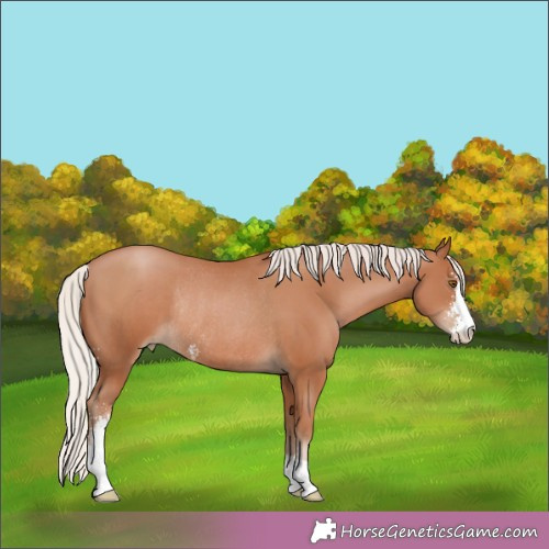 Horse Color:Silver Black Pearl Sabino Rabicano 