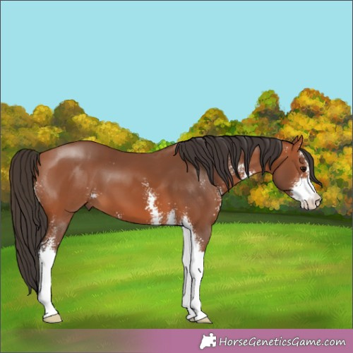 Horse Color:Bay Sabino 