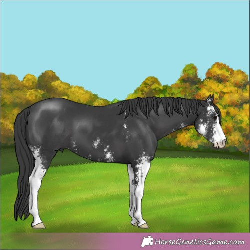 Horse Color:Black Sabino 