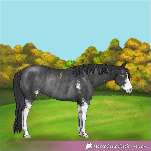 Horse Color:Black Sabino Rabicano 