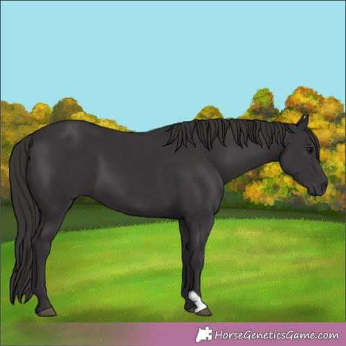 Horse Color:Smoky Black 
