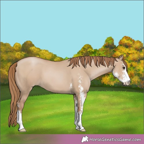 Horse Color:Grullo Pearl Sabino 
