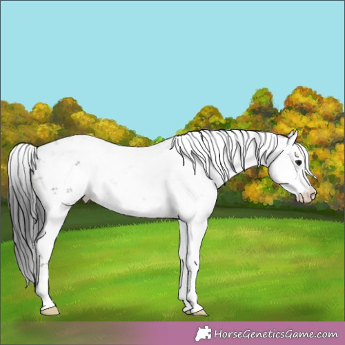 Horse Color:Grullo Sabino 