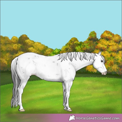 Horse Color:Black Sabino 
