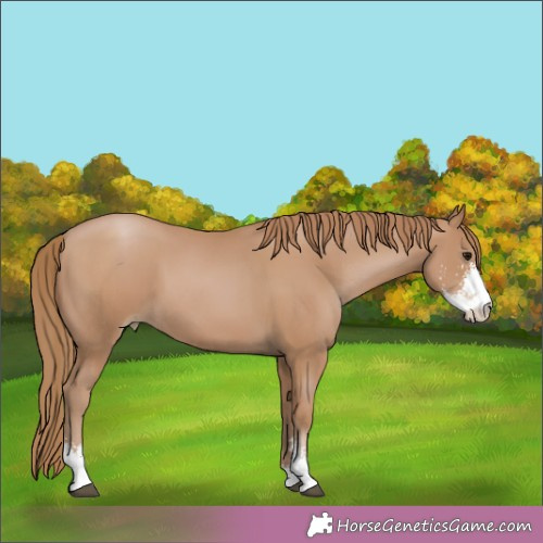 Horse Color:Black Pearl Sabino 