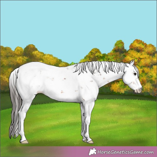Horse Color:Bay Sabino 