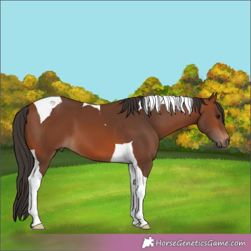 Horse Color:Bay Tobiano 