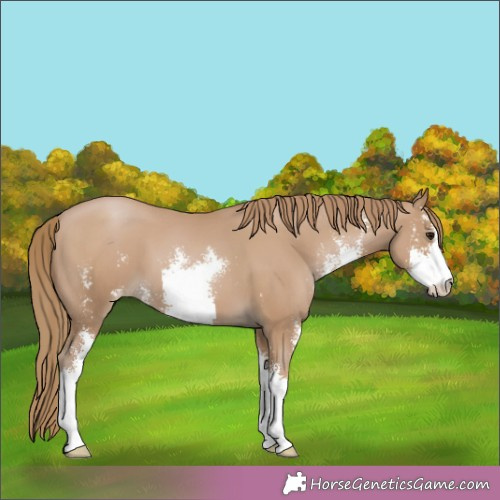Horse Color:Black Pearl Sabino 