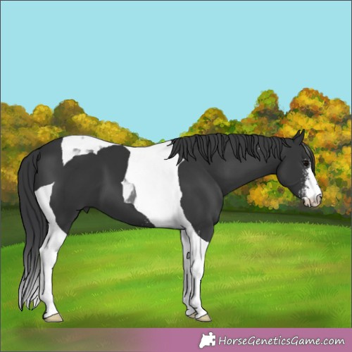 Horse Color:Black Sabino Tobiano 