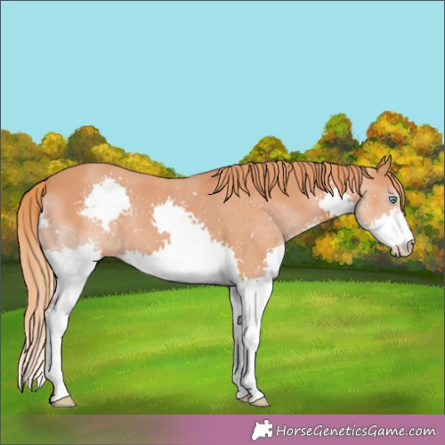 Horse Color:Chestnut Splash 