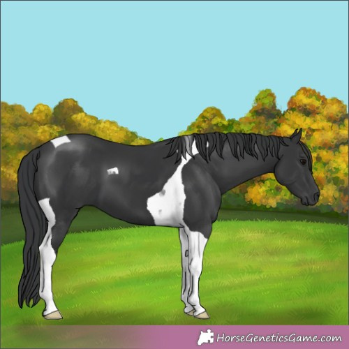Horse Color:Black Tobiano 