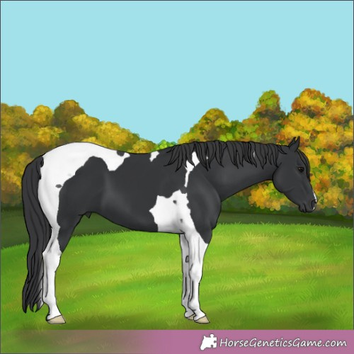Horse Color:Black Tobiano 