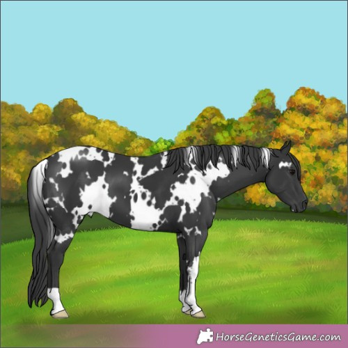 Horse Color:White Spotted Black 