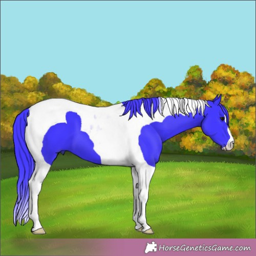 Horse Color:Watercolor Smoky Black Tobiano 
