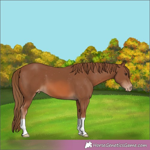 Horse Color:Chestnut Appaloosa 