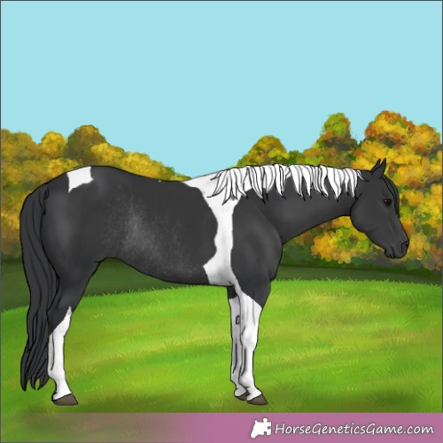 Horse Color:Black Tobiano Rabicano 