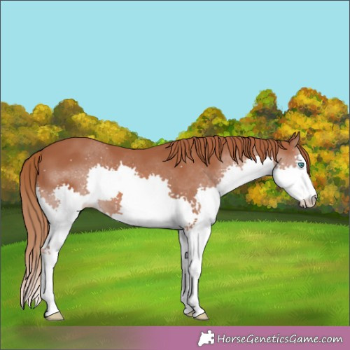 Horse Color:Chestnut Splash 