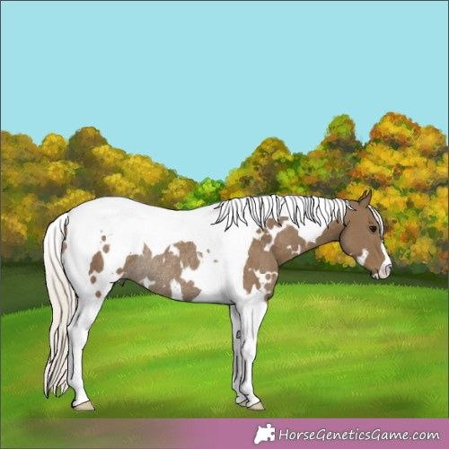 Horse Color:White Spotted Silver Smoky Black Tobiano Rabicano 
