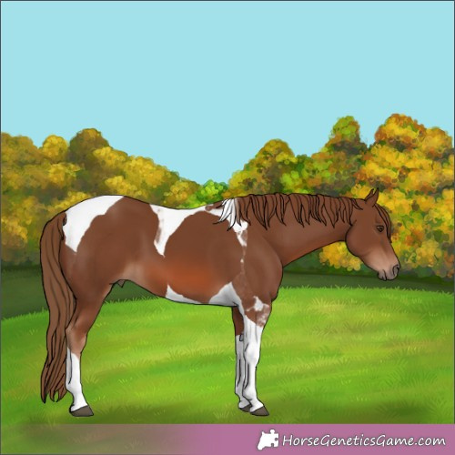 Horse Color:Chestnut Tobiano 