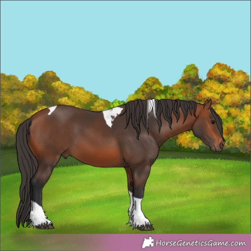 Horse Color:Bay Tobiano 