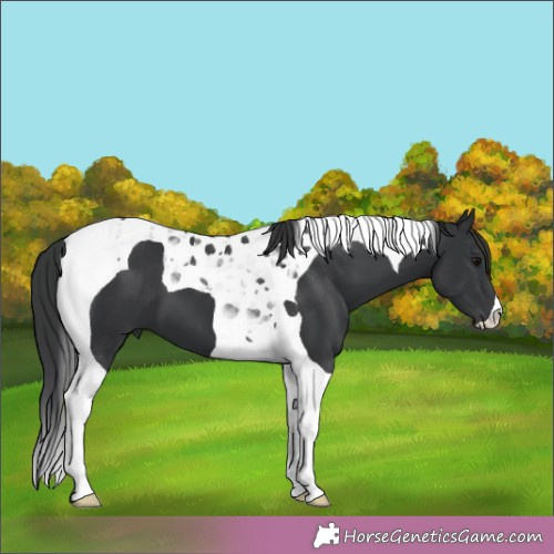 Horse Color:Black Tobiano 