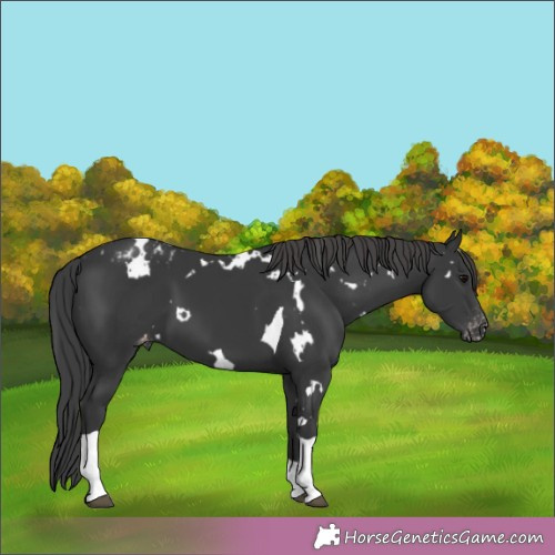 Horse Color:White Spotted Black Tobiano Appaloosa 