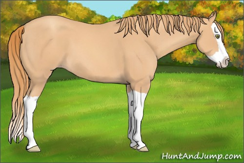 Horse Color: Gold Champagne Splash 
