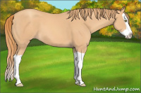 Horse Color:Gold Champagne Splash 
