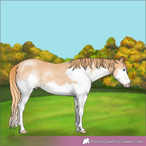 Horse Color:Chestnut Splash Rabicano 