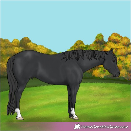 Horse Color:Black 