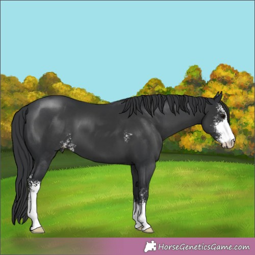Horse Color:Black Sabino 