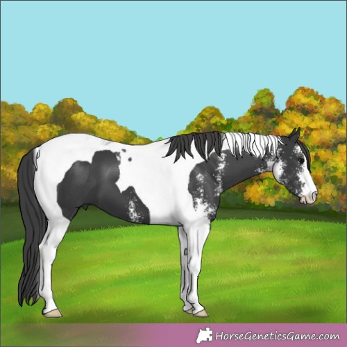 Horse Color:Black Sabino Tobiano 