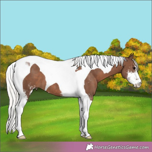 Horse Color:Silver Black Sabino Tobiano 
