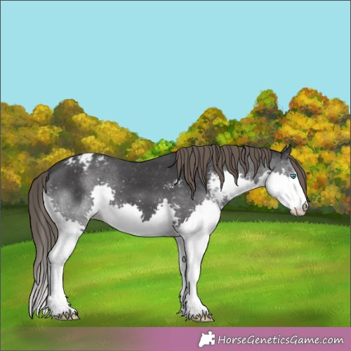 Horse Color:Black Sabino Splash Appaloosa 
