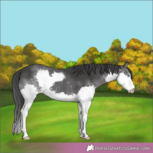 Horse Color:Black Sabino Splash 